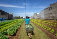 Agricultura familiar ganha impulso com novas linhas de crédito e inovação Imagem: Fellipe Abreu/Mongabay