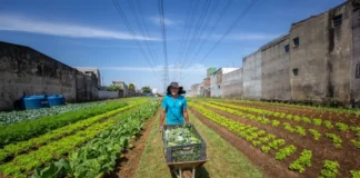 Agricultura familiar ganha impulso com novas linhas de crédito e inovação Imagem: Fellipe Abreu/Mongabay