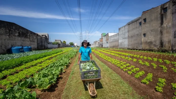 Imagem: Fellipe Abreu/Mongabay