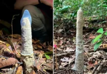Cientistas brasileiras usam camisinhas para desvendar arquitetura de cigarras na amazônia Foto: Instituto Serrapilheira