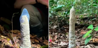 Cientistas brasileiras usam camisinhas para desvendar arquitetura de cigarras na amazônia Foto: Instituto Serrapilheira