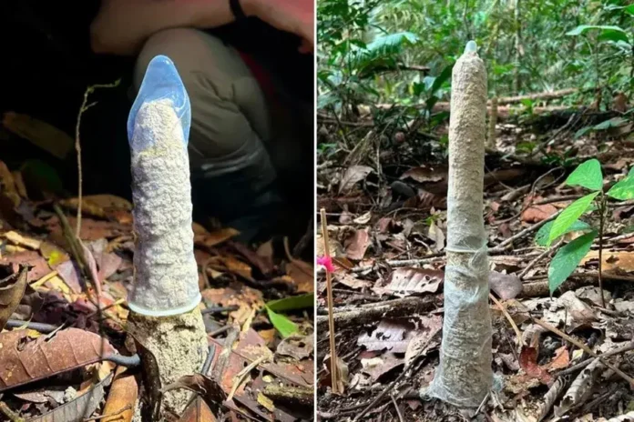 Foto: Instituto Serrapilheira