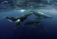 Governo brasileiro entrega dossiê para reconhecimento internacional de Abrolhos Foto: Tomas Kotouc