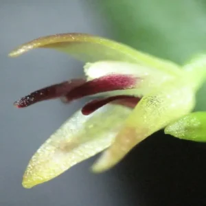Novas espécies de orquídeas são descobertas na Amazônia e alertam para a conservação Foto: Jefferson Valsko - Inpa