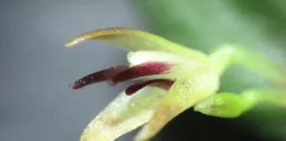 Novas espécies de orquídeas são descobertas na Amazônia e alertam para a conservação Foto: Jefferson Valsko - Inpa