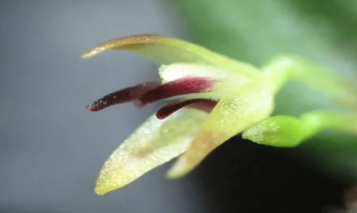 Foto: Jefferson Valsko - Inpa