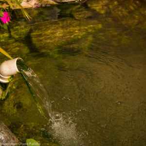 Capitais reagem para salvar nascentes soterradas