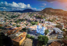 Plantas “comedoras” de metal: como o feijão-de-porco limpa solos contaminados por chumbo Foto: Júlio de Freitas