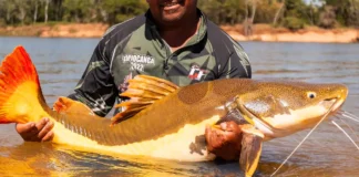 Pressão humana e hidrelétricas ameaçam o futuro dos grandes peixes migratórios © FISH TV