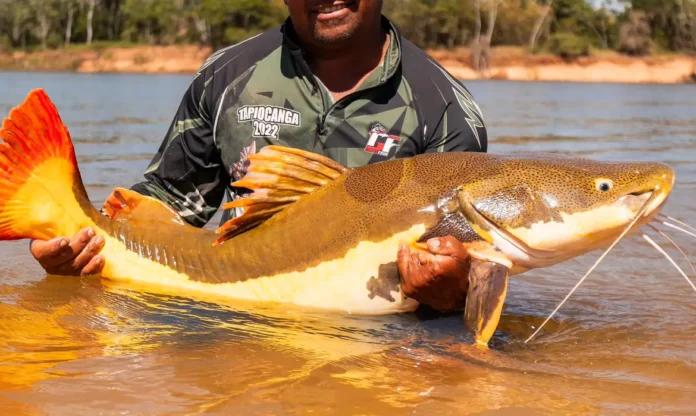 novo-fio-velasco-3386-1- © FISH TV