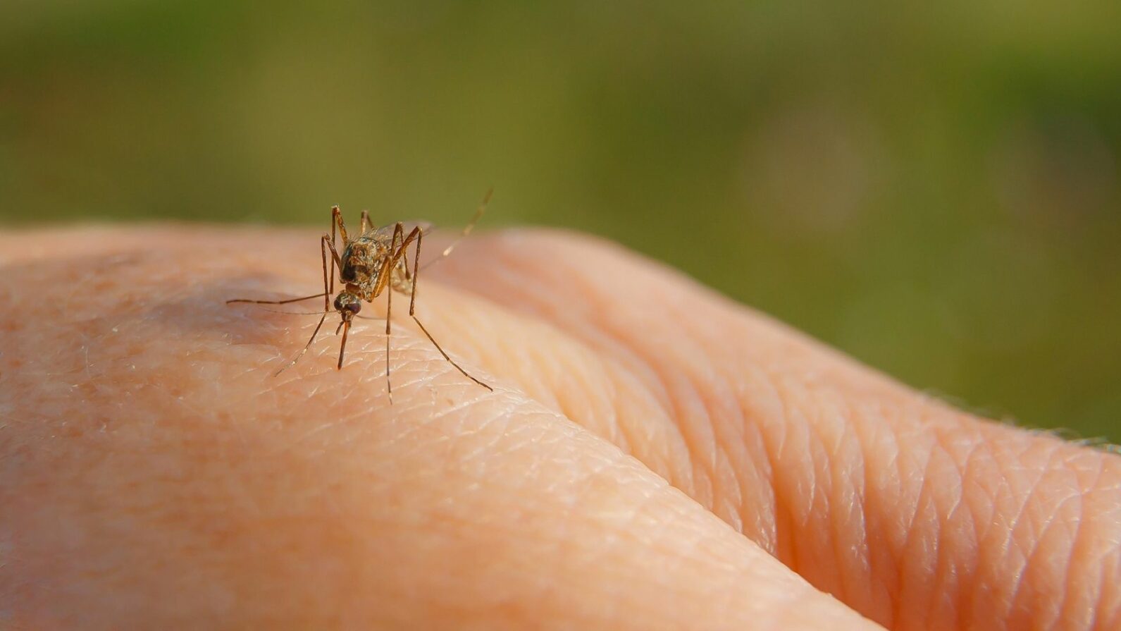 Reprodução - Sabin