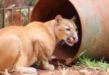 Especialistas alertam para riscos de saúde na convivência com animais sinantrópicos Foto: Leoiran / Jornal Opção