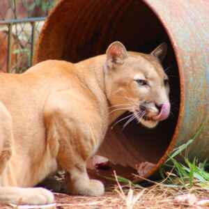 Especialistas alertam para riscos de saúde na convivência com animais sinantrópicos Foto: Leoiran / Jornal Opção