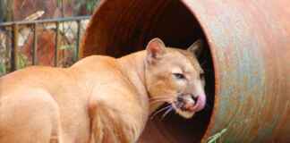 Especialistas alertam para riscos de saúde na convivência com animais sinantrópicos Foto: Leoiran / Jornal Opção