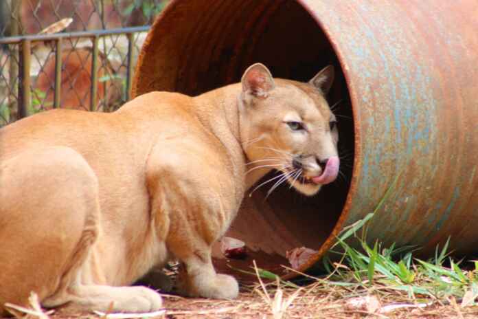 Foto: Leoiran / Jornal Opção