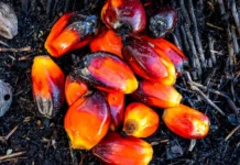 Palmacon mira produção em 1 milhão de hectares de Palma