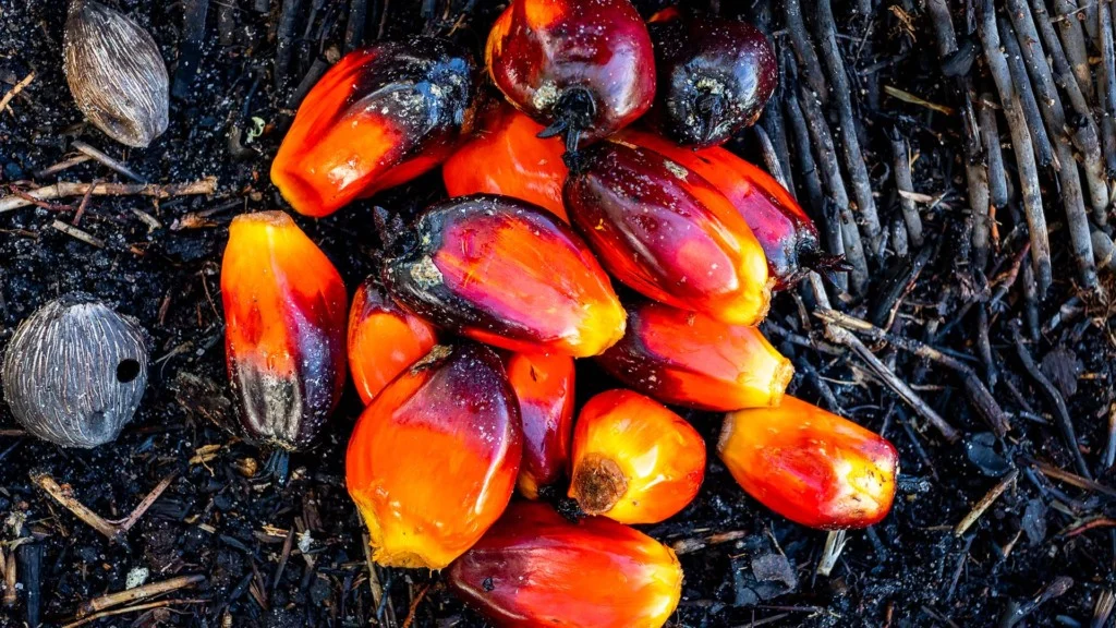 palma fotos 1024x576 1