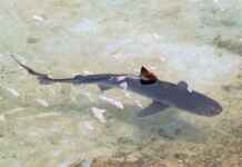 Governo não poderá mais adquirir cação sem prova de origem e espécie real Foto: Blog pescagerais