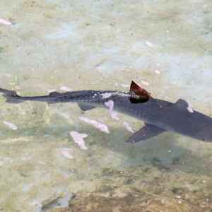 Governo não poderá mais adquirir cação sem prova de origem e espécie real Foto: Blog pescagerais