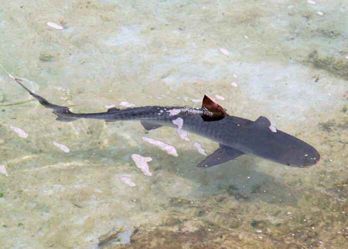 Foto: Blog pescagerais