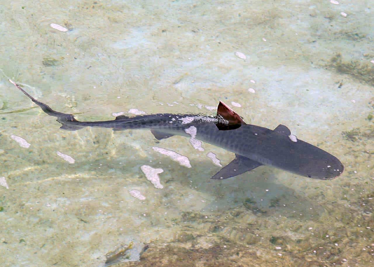 Foto: Blog pescagerais