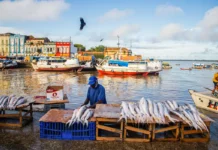 Estudo revela peixes na Amazônia com níveis de mercúrio 30 vezes acima do limite Foto: Nayara Jinknss/Greenpeace