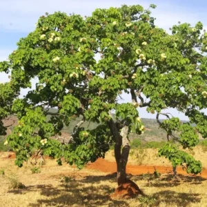 Pesquisa revela como plantas do Cerrado evitam o enfarte hidráulico letal Reprodução