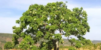 Pesquisa revela como plantas do Cerrado evitam o enfarte hidráulico letal Reprodução