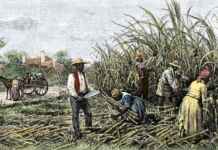 Inteligência artificial identifica áreas agrícolas abandonadas no Cerrado Reprodução - Escola Educação