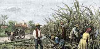 Inteligência artificial identifica áreas agrícolas abandonadas no Cerrado Reprodução - Escola Educação