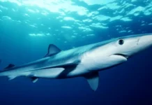 Ibama proíbe exportação de barbatanas de tubarão-azul em todo o Brasil Reprodução