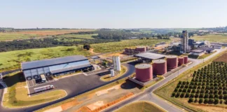 Grupo colombiano Daabon compra operações da Agropalma no Pará