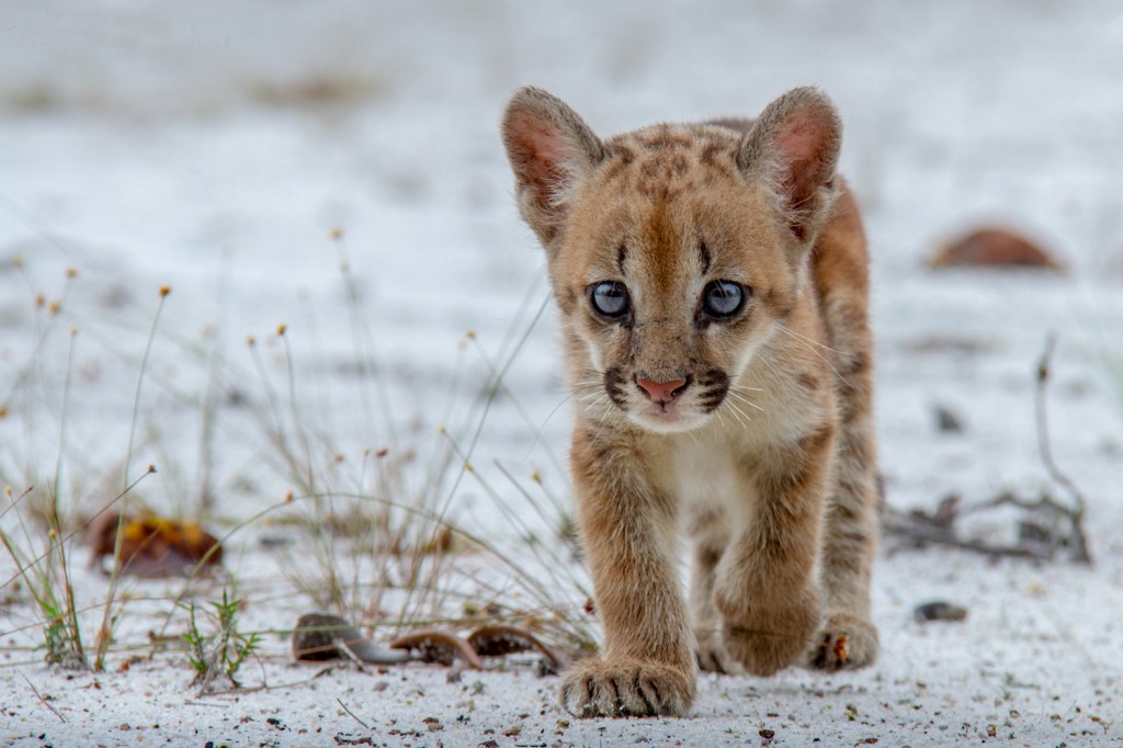 Foto: Diogo Lagroteria.