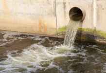 O “Spillover” Reverso: Como a falta de saneamento urbano está exportando superbactérias para a fauna amazônica Foto: koosen / Shutterstock.com