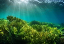 Embrapa aposta em microalgas como o futuro dos bioinsumos no campo Reprodução - Biocrown