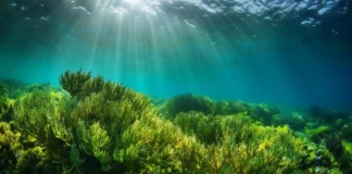 Embrapa aposta em microalgas como o futuro dos bioinsumos no campo Reprodução - Biocrown