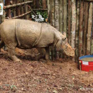 O renascimento natural vs. artificial: as duas faces do retorno das espécies