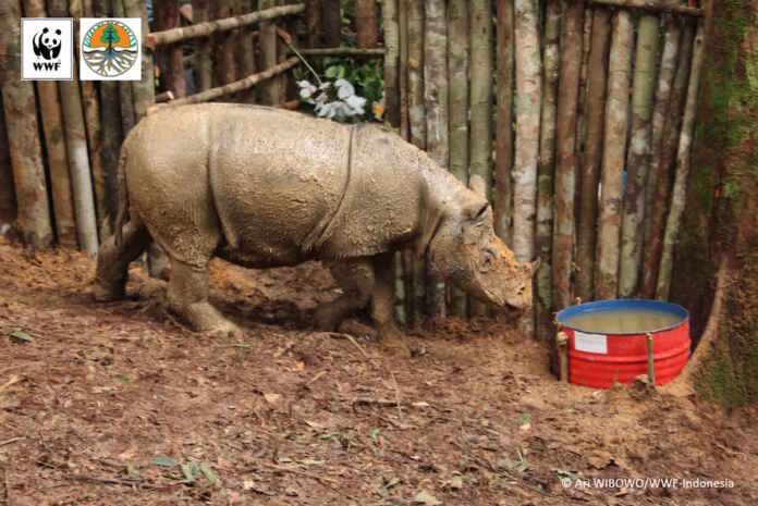 sumatranrhino_kalimantan_6