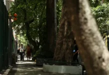 Rio inaugura contador digital para monitorar expansão da malha arbórea Foto: Tomaz Silva/Agência Brasil