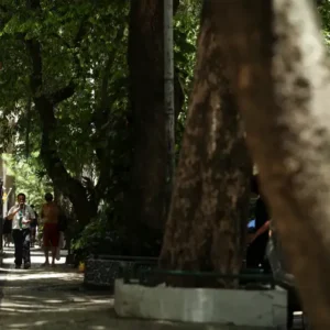 Rio inaugura contador digital para monitorar expansão da malha arbórea Foto: Tomaz Silva/Agência Brasil