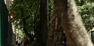 Rio inaugura contador digital para monitorar expansão da malha arbórea Foto: Tomaz Silva/Agência Brasil