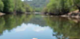 Semente da vida: a planta que limpa microplásticos da água e revoluciona o interior Semente da vida: a planta que limpa microplásticos da água e revoluciona o interior