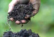 Tecnologia brasileira transforma carbono do solo em ativo estratégico Reprodução