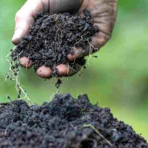 Tecnologia brasileira transforma carbono do solo em ativo estratégico Reprodução