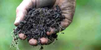 Tecnologia brasileira transforma carbono do solo em ativo estratégico Reprodução