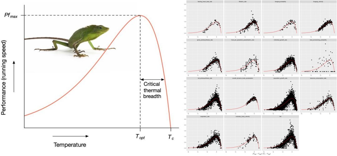 Curva universal de desempenho térmico revela por que todas as espécies da árvore da vida compartilham o mesmo limite biológico diante do calor. 1 010125260407 curva temperatura vida 1