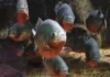 Como a piranha vermelha atua como a faxineira vital dos rios amazônicos desmistificando mitos de cinema piranhas vermelhas em águas claras da Amazônia