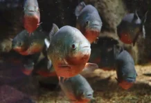 La piraña roja, la limpiadora silenciosa de los ríos amazónicos piranhas vermelhas em águas claras da Amazônia
