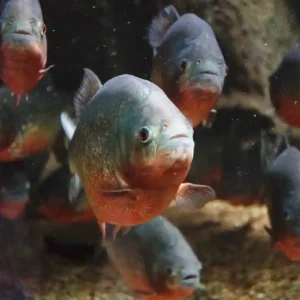 Como a piranha vermelha atua como a faxineira vital dos rios amazônicos desmistificando mitos de cinema piranhas vermelhas em águas claras da Amazônia