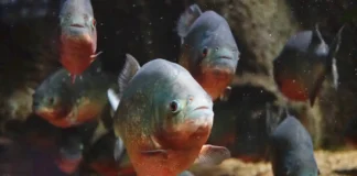 Como a piranha vermelha atua como a faxineira vital dos rios amazônicos desmistificando mitos de cinema piranhas vermelhas em águas claras da Amazônia